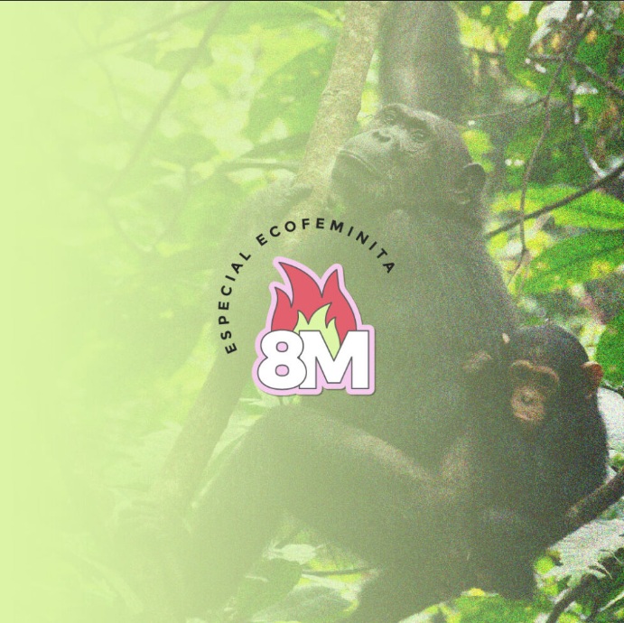 ¿Qué tienen que ver los chimpancés con las políticas de género? (EcoFeminita)